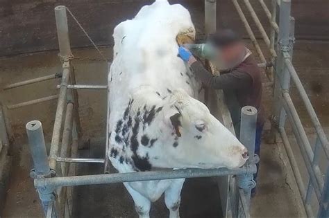 Vaches à hublot : les images du cauchemar 